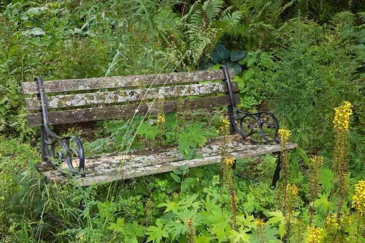 Verwitterte Gartenbank mitten in einem verwilderten Garten mit wilden Blumen und Pflanzen