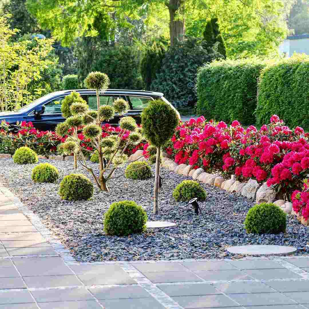 Vorgarten modern Buchsbaumkugeln Gehölze Rhododendren Schiefersplitt