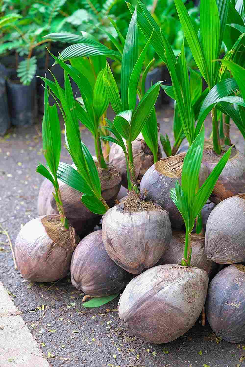 Vorgekeimte Kokosnüsse zu einer Kokospalme selber ziehen für ein schnelleres Ergebnis