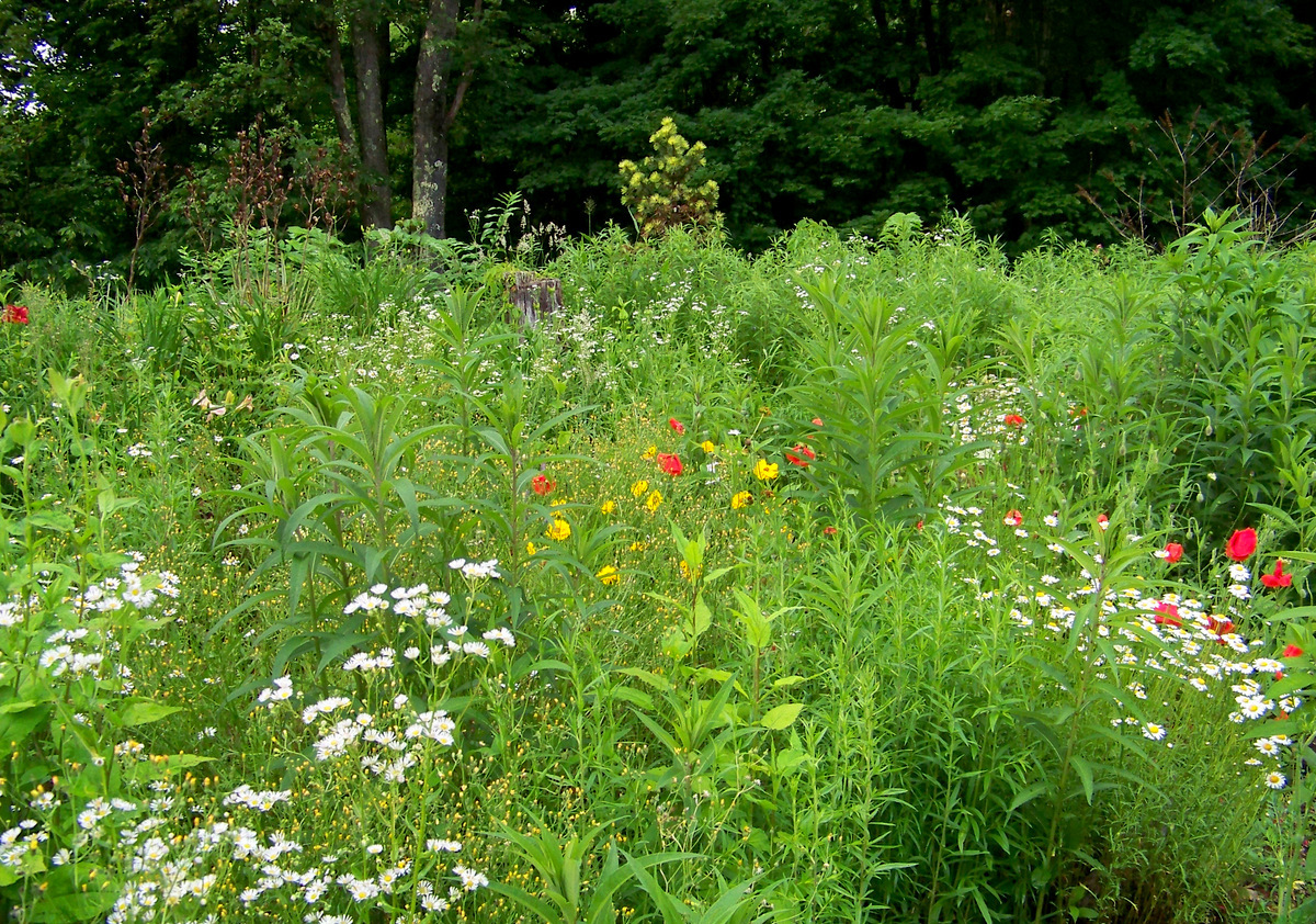 Verwilderter Garten Gleich Grosse Herausforderung Nicht Mit Diesen