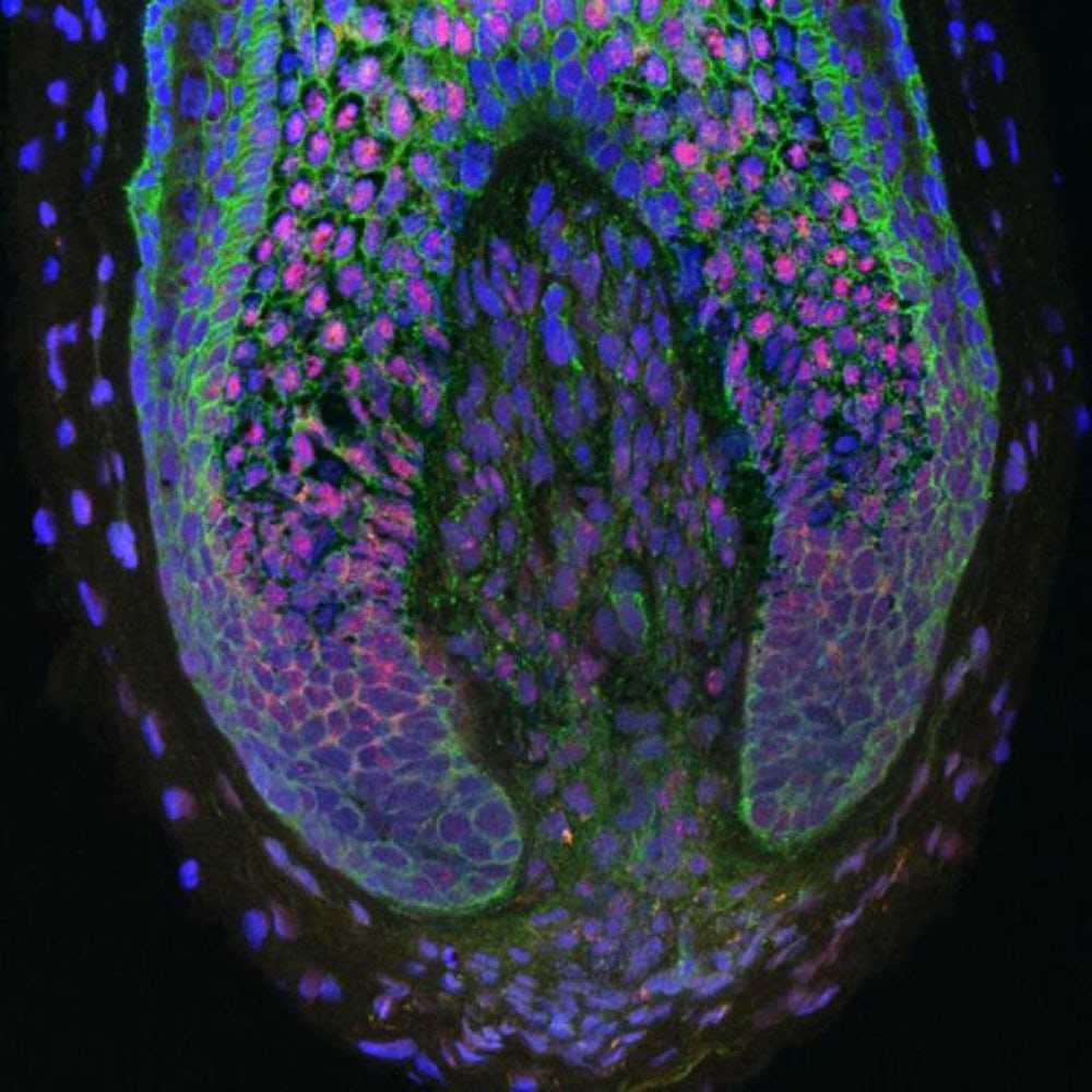 menschliche Haarfollikelzellen Forscher der Columbia University