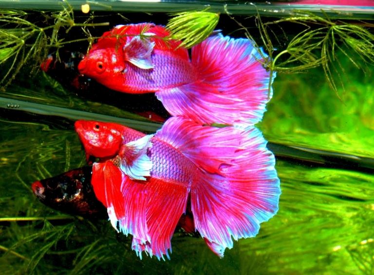 rosafarbener betta fisch mit reflexion im wasser und pflanzen im süßwasseraquarium