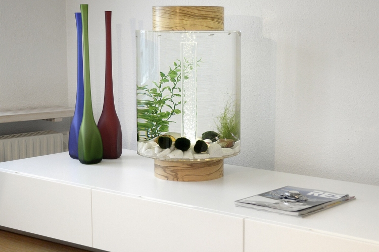 rundes süßwasseraquarium mit filter und pflanzen bällen im wohnzimmer