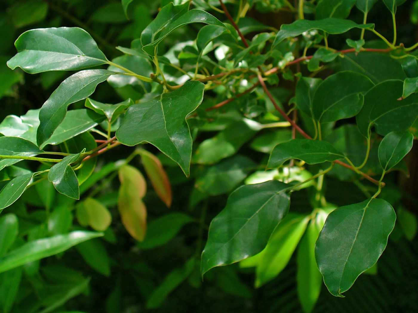 The camphor tree (Cinnamomum camphora) sheds flies and other insects in the garden