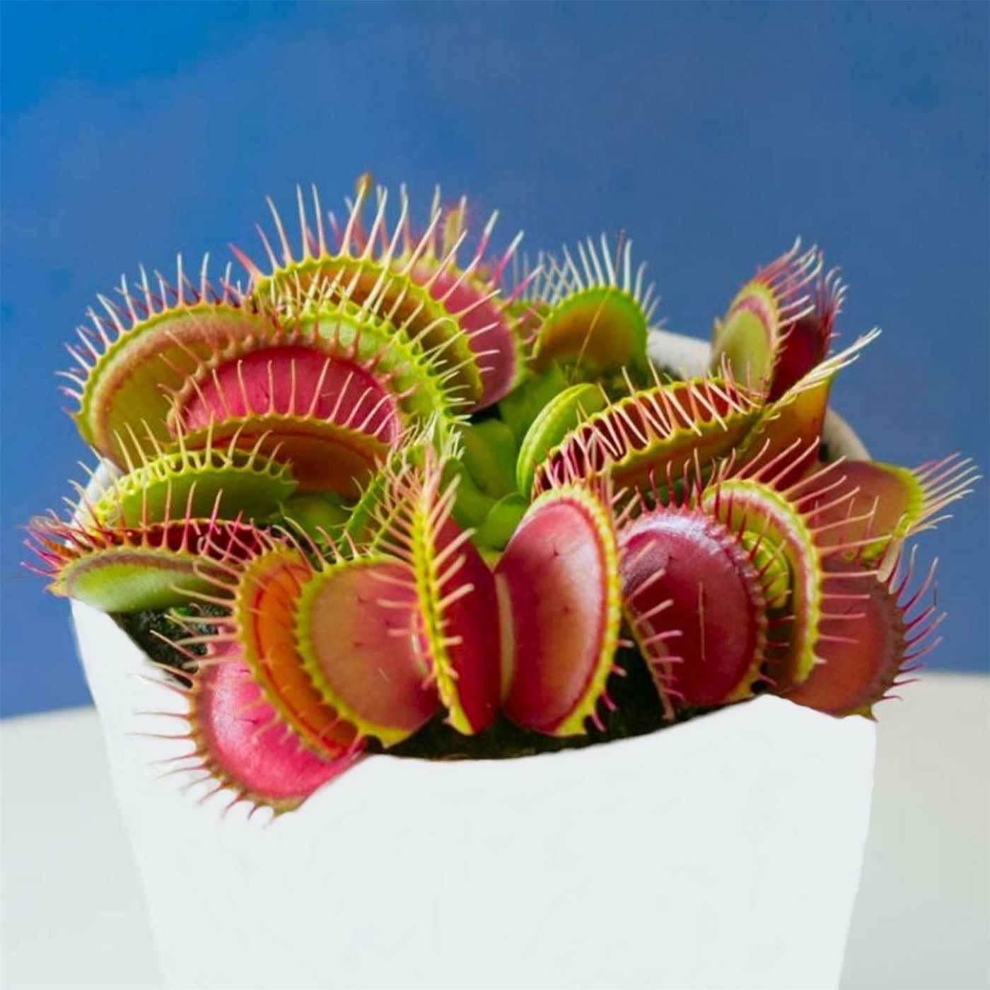 The Venus fly trap (Dionaea muscipula) is not effective against stubble fly and other