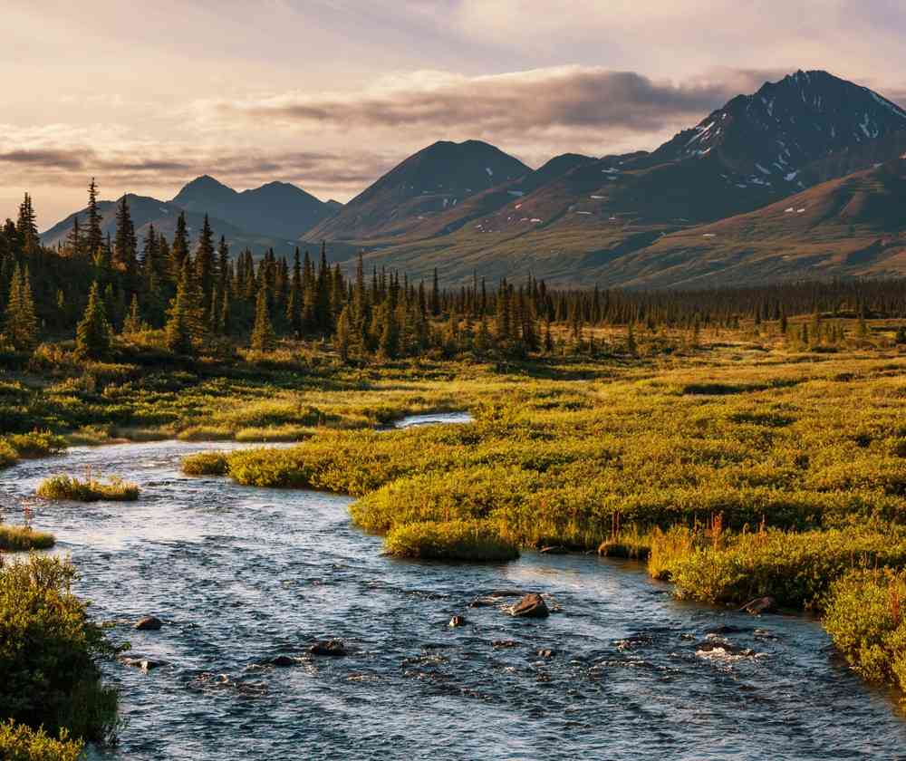 Donald Trump Alaskan forests red root
