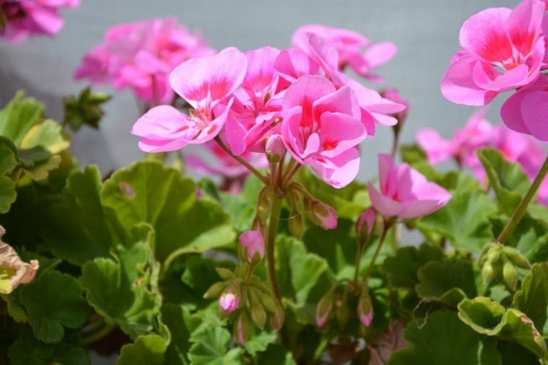 Geranie in Rosa (Pelargonium) und Rosengeranie im Kampf gegen lästige fliegende Insekten