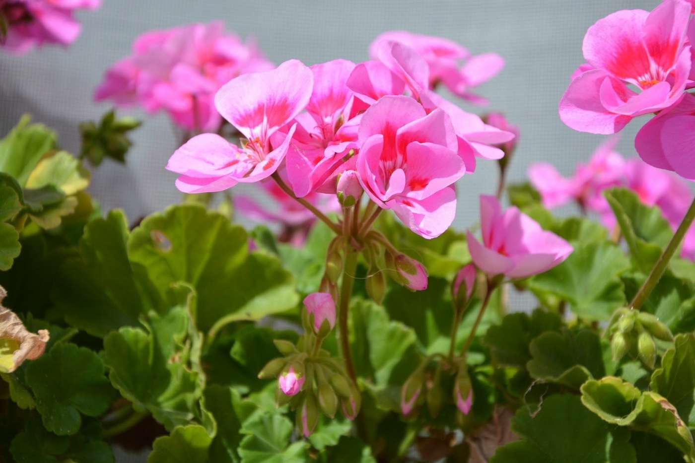 Geranie in Rosa (Pelargonium) and Rosengeranie in battle against annoying flying insects