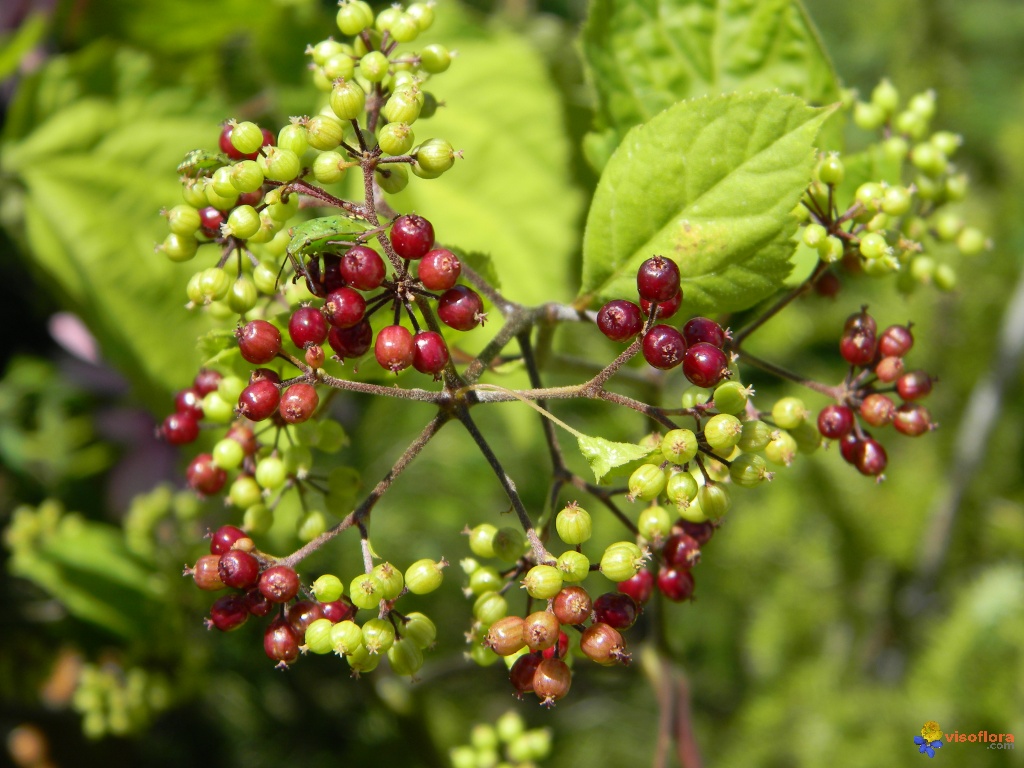 Ginseng Wirkung Naturkosmetik Hautpflege Gesichtsmaske selber machen Pflanzenöle Akne