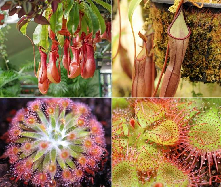 Kannenpflanzen (Nepenthes) und Sonnentau (Drosera) als fleischfressende Pflanzen für drinnen und draußen