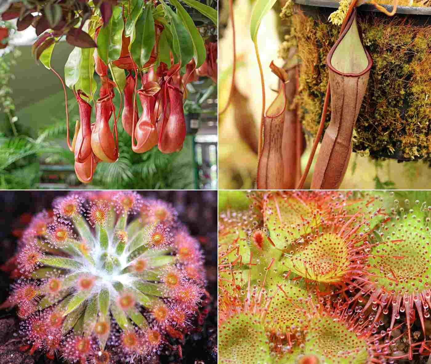 Can plants (Nepenthes) and Sun Rope (Drosera) as carnivorous plants for indoors and outdoors