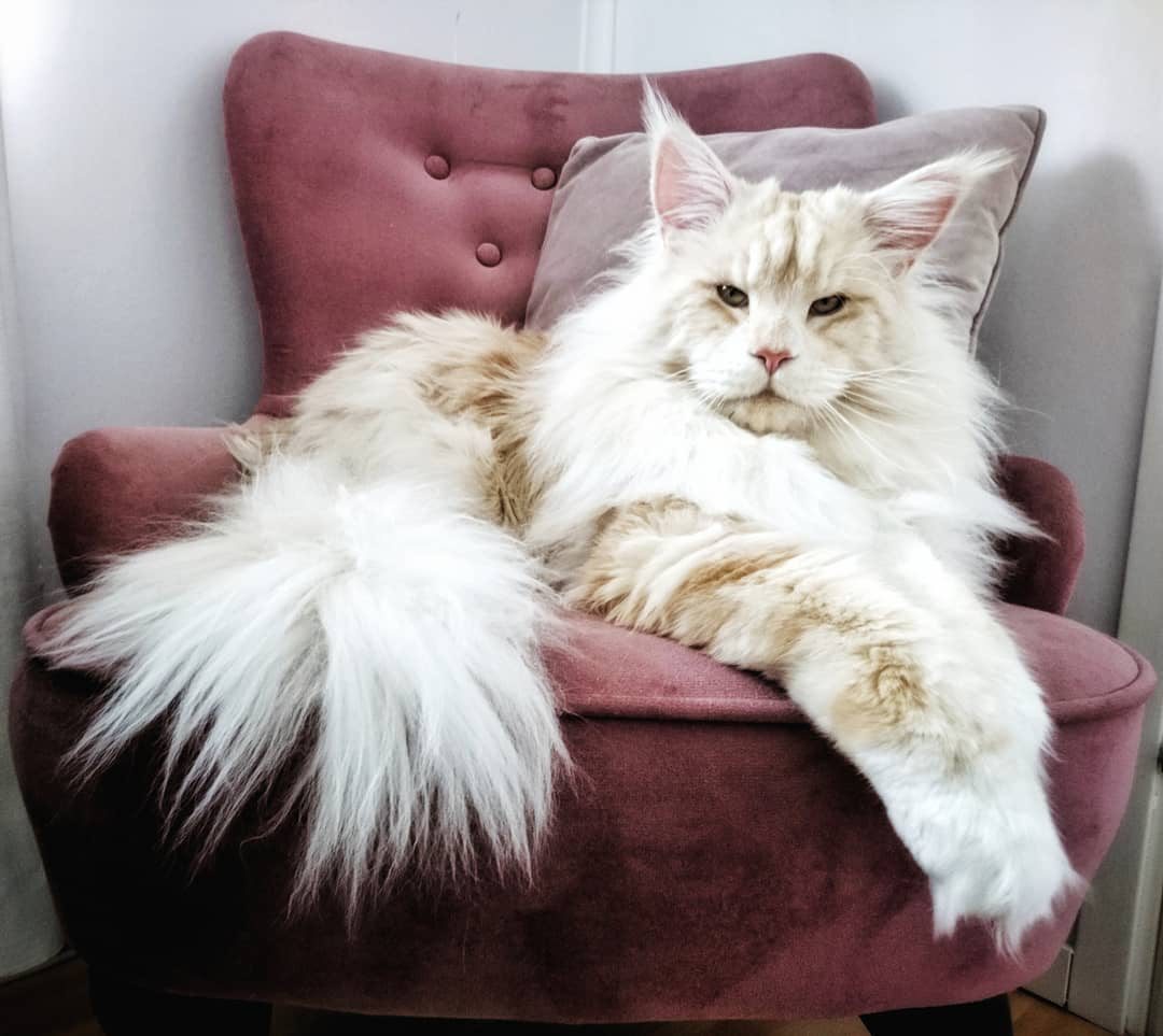Cats funny pictures Giant cat Lotus maine coon