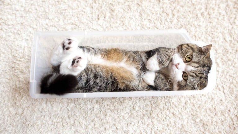 Katzen lustige Fotos Schachtel liebt Maru