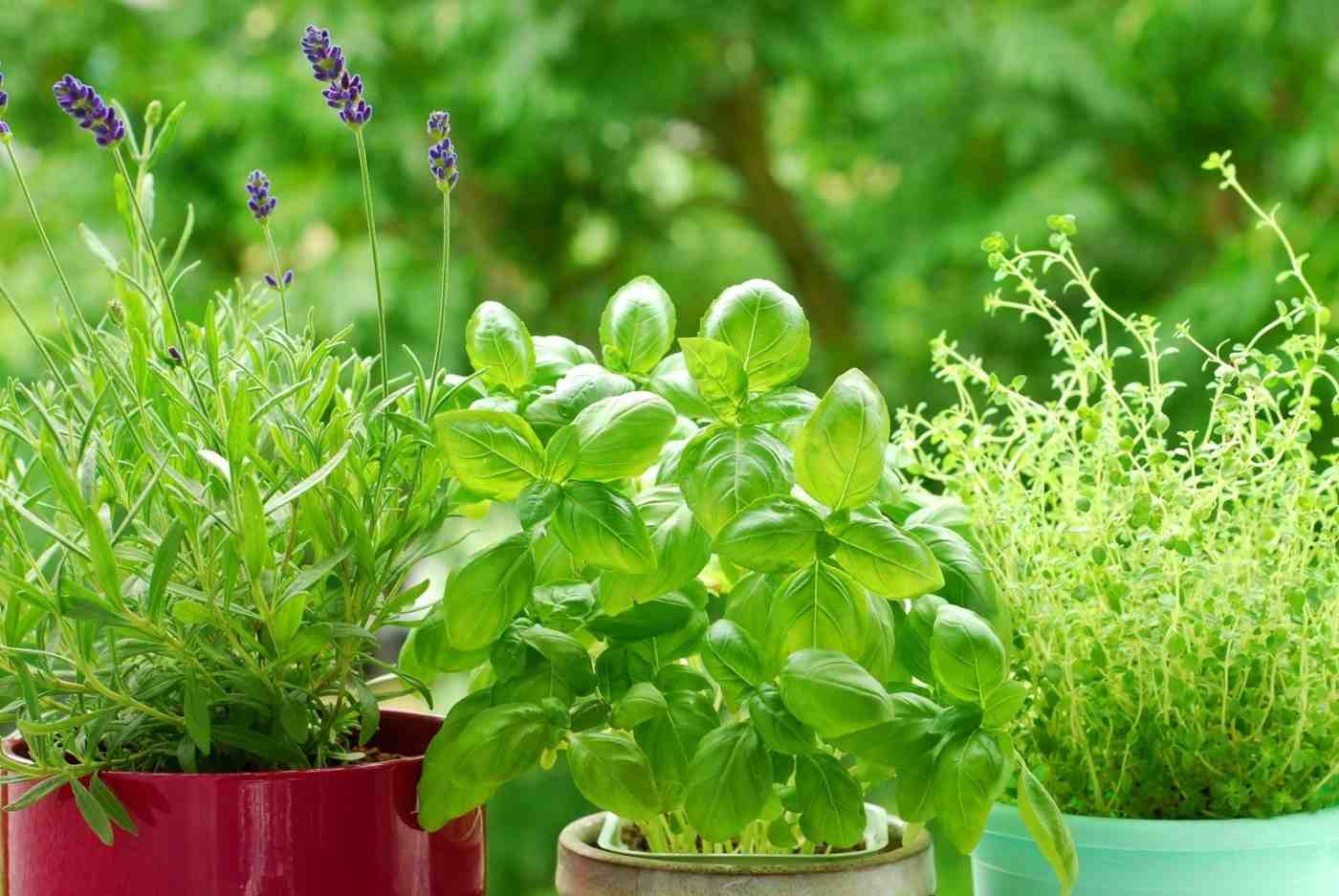Herbs for flying control - Basil, Oregano, Rosemary, Thyme, Minze