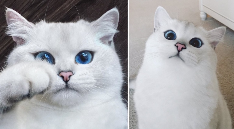 Lustige Katzen Bilder Kobi Kedi Katze schönsten Augen