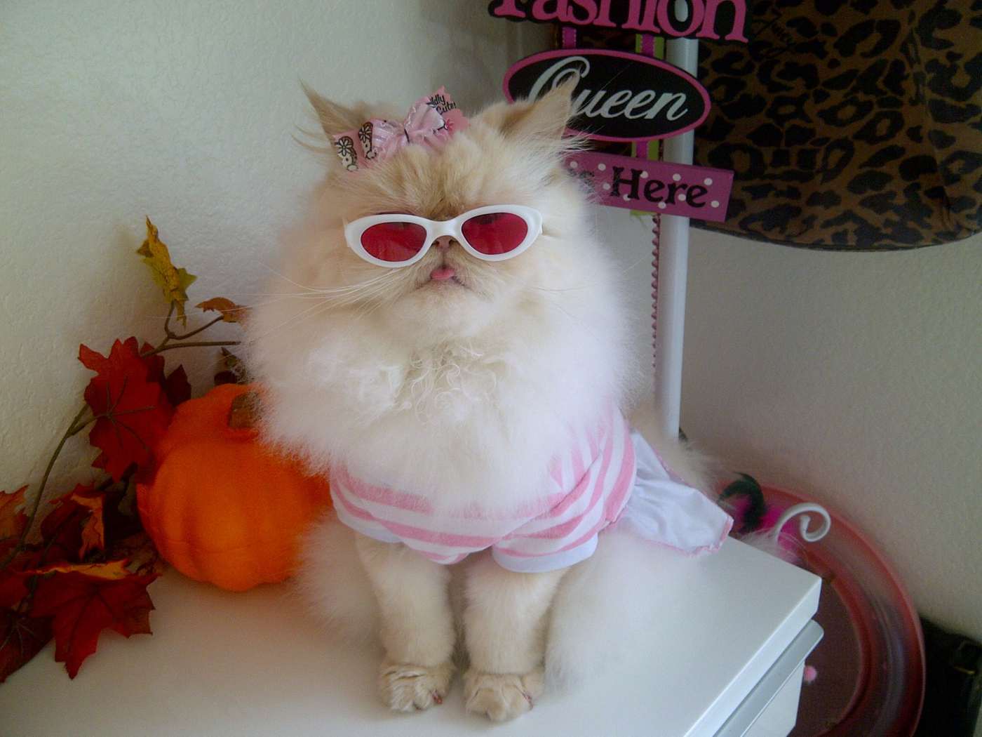 Funny Cats Photos Luna Fashion Enthusiastic