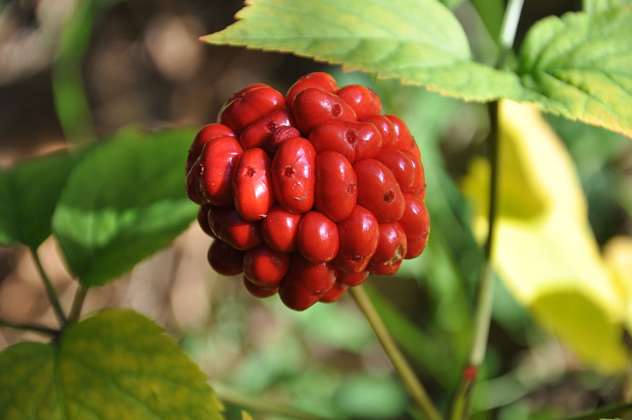 Naturkosmeti Ginseng Wirkung Tee kochen Nebenwirkungen Gesundheit Vorteile