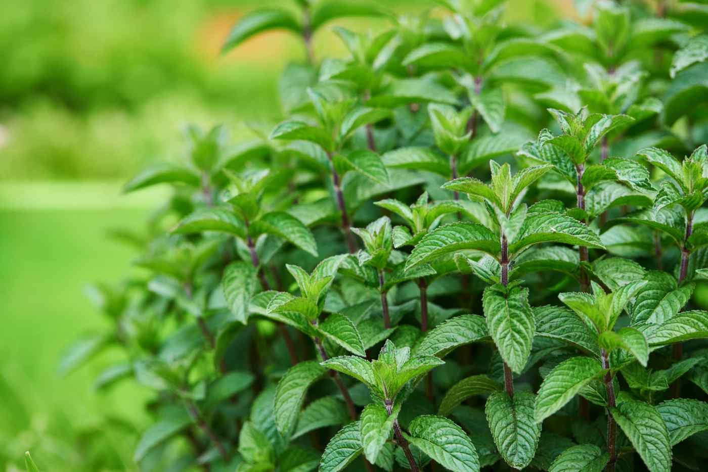 Plant Against Flies - Help mints and your essential oils