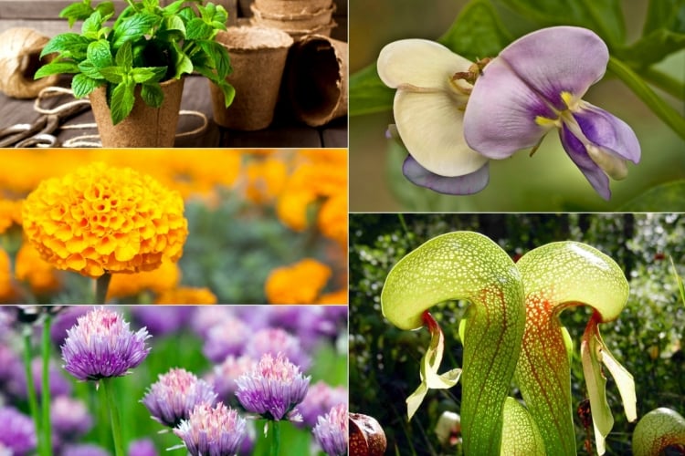 Pflanzen gegen Fliegen - Welches Gemüse, Bäume, Blumen und Kräuter