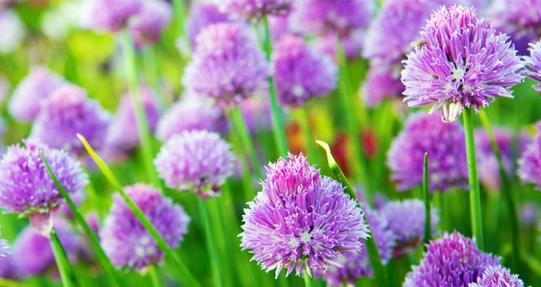 Pflanzen gegen Fliegen für den Außenbereich - Allium mit schönen lila Blüten