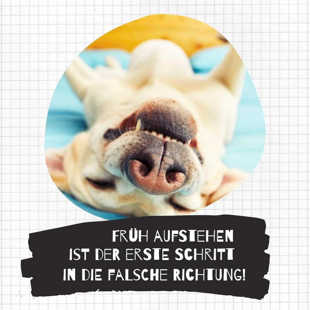 Sleeping dog as a Whatsapp image with a saying - spring up is the first step in the wrong direction