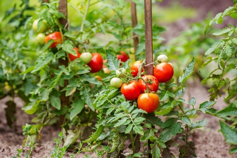Tomaten und Bohnenpflanzen strömen Düfte aus die fliegende Insekten nicht mögen