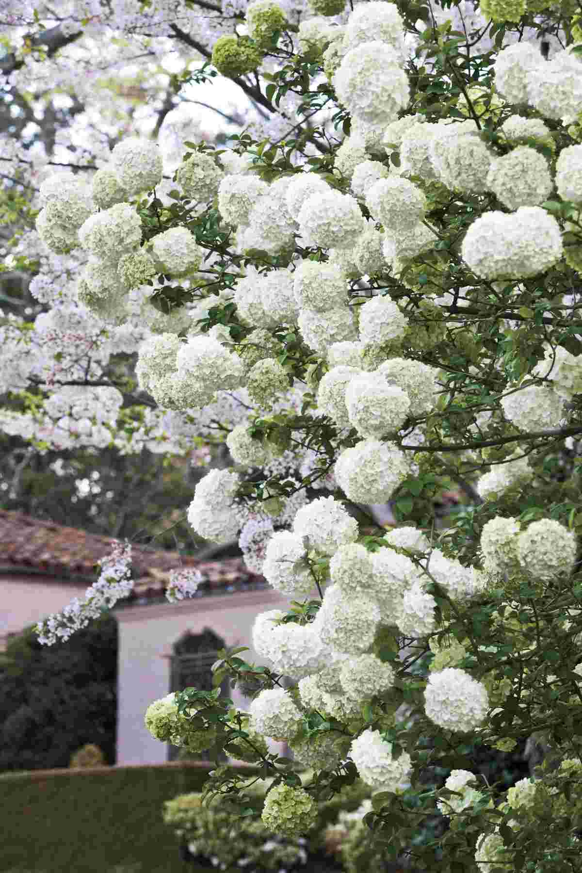 Chinese snowball plant for the year-round garden plant