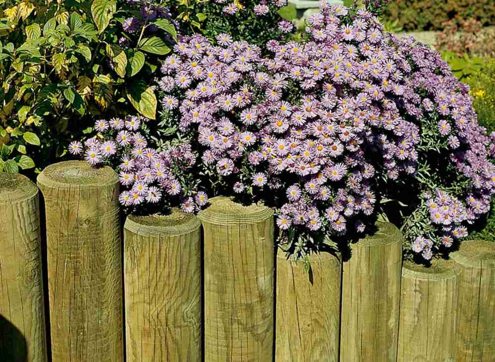 Grow purple flowers and border with wooden palisades