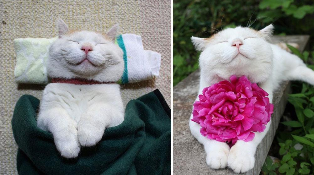 funny cats photos happiest cat shironeko