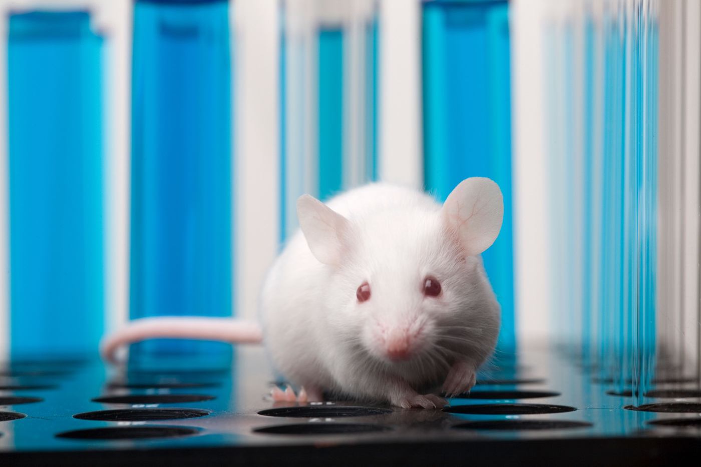 human organs in animals mice Tokyo research team