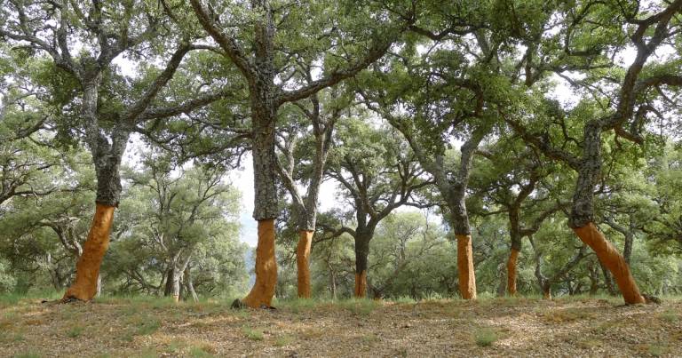 nachhaltiges Bauen Korkbäume Material gewinnen Tipps