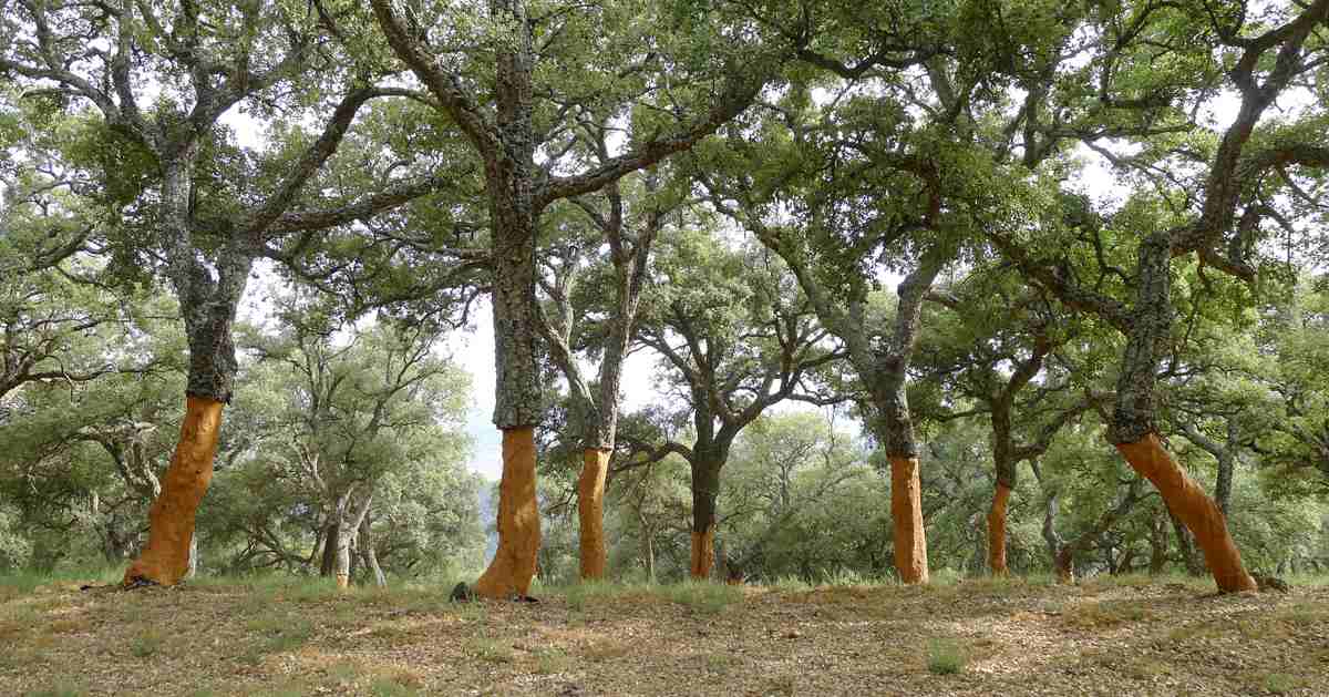 Sustainable Building Cork Trees Material Tips