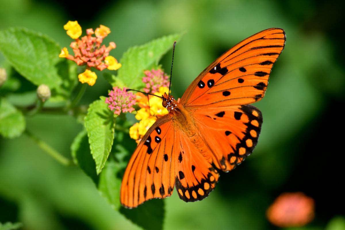 orange-colored butterfly landed on a yellow flower in the garden
