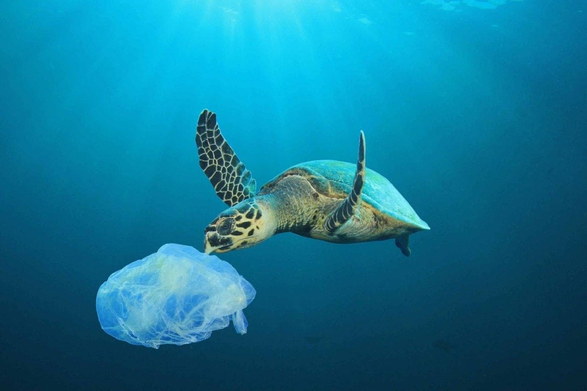 schildkröte im ozean nähert sich einer schwimmenden plastiktüte