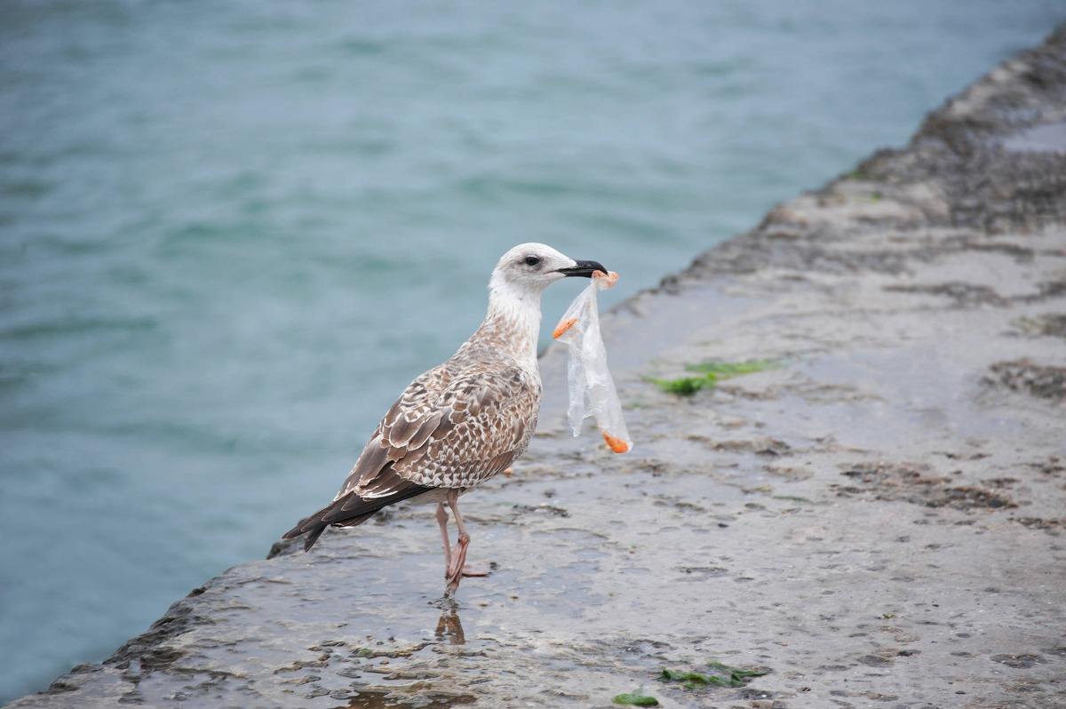 vogel und meerestiere leiden unter verwendung von plastik und kunststoff in form von plastiktüten und strohhalmen