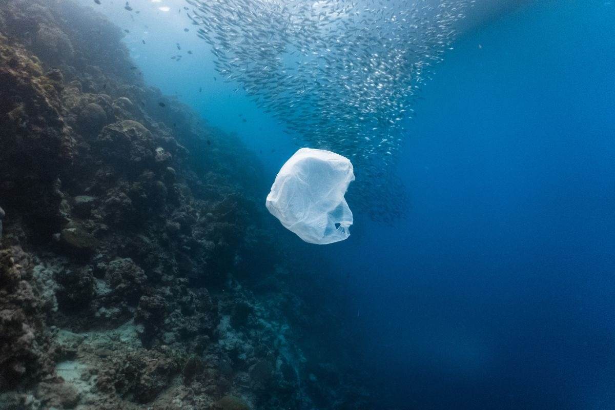 white plastic swims in more near coral reefs and fish