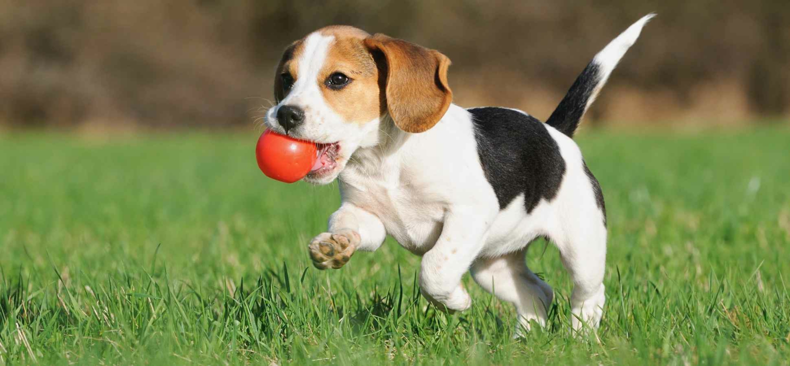 Beagle Hunde Verhalten lernen Schnüffeln am Po abgewöhnen Tipps Schnüffelspiele