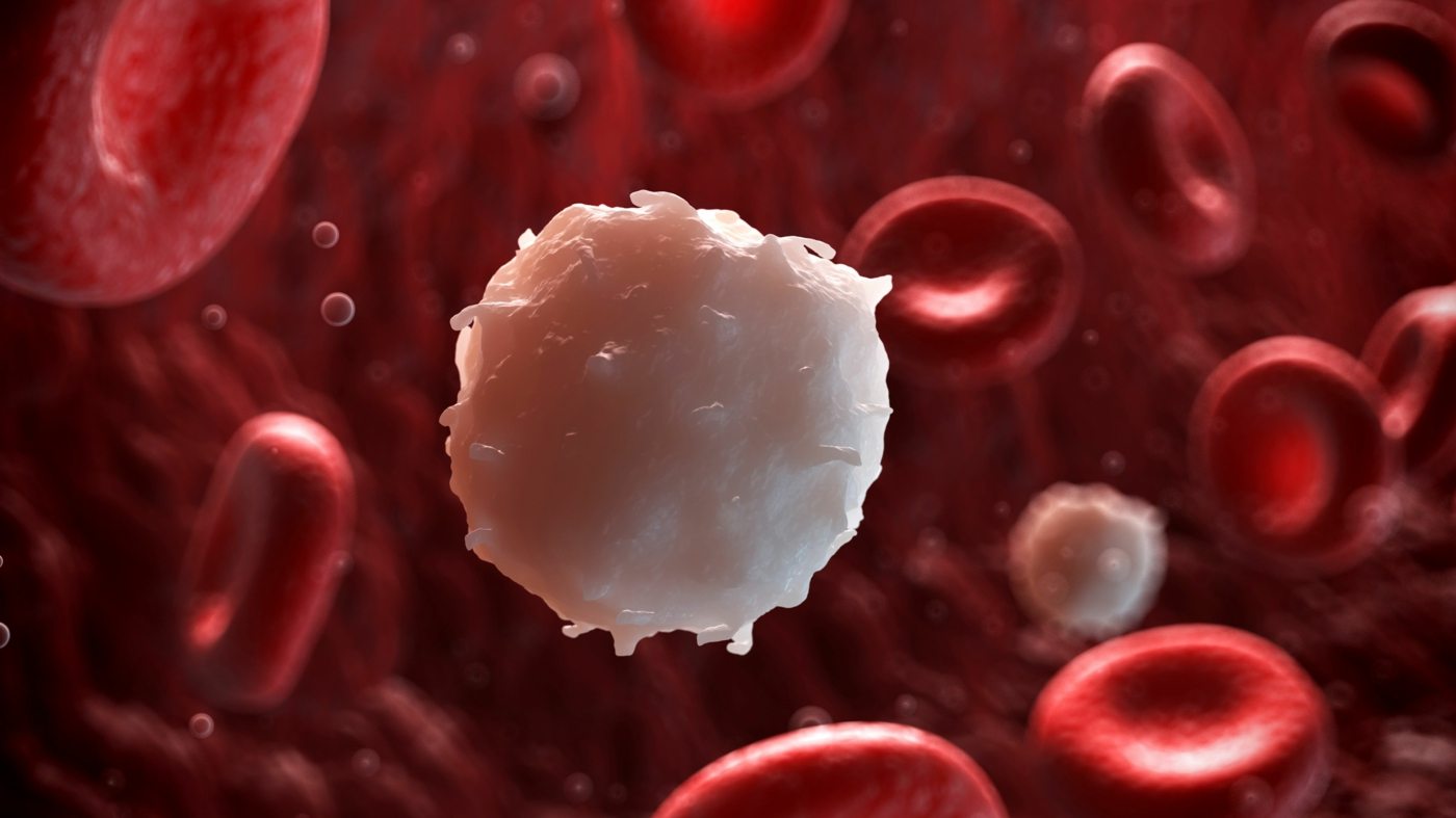 Blood values ​​for white blood cells (leukocytes) serve to examine the immune system