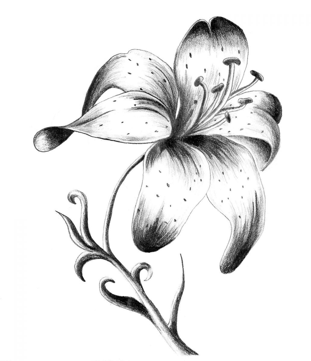 Breast Tattoo Woman Proposal Flower Tattoo Lily Meaning