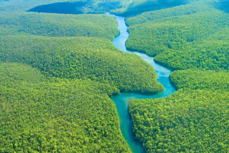 Der Amazonas Fluss und Regenwald besitzen eigene Ökosysteme und einzigartige Pflanzen und Tiere