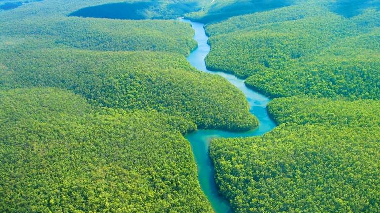 Der Amazonas Fluss und Regenwald besitzen eigene Ökosysteme und einzigartige Pflanzen und Tiere