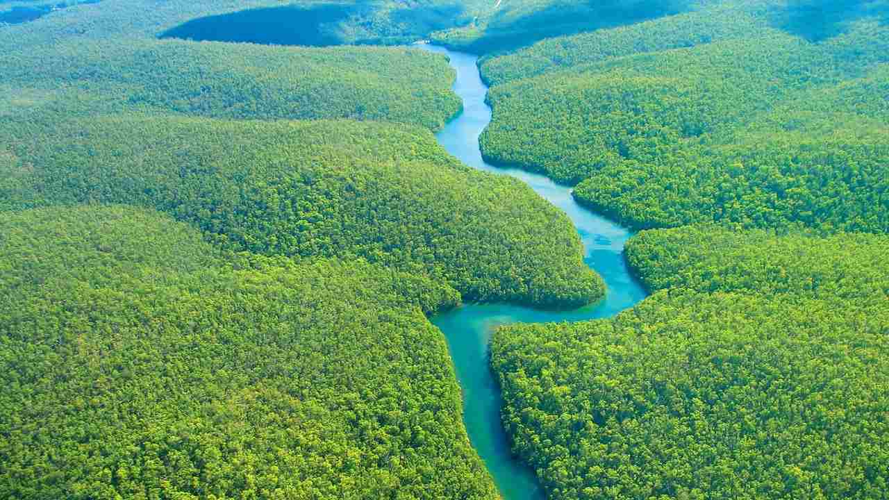 The Amazon River and the rainforest have their own ecosystems and unique plants and animals