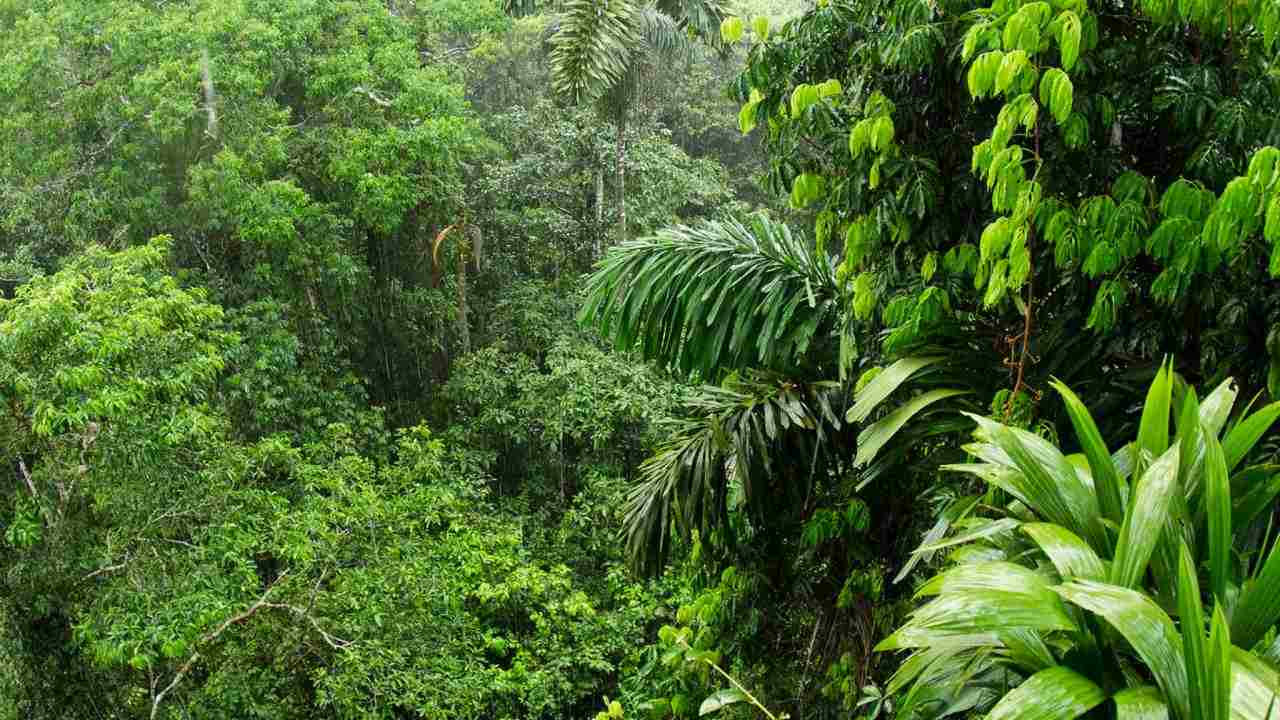 Atmophenic scientist Scott Denning refutes popular These about the rainforest in South America
