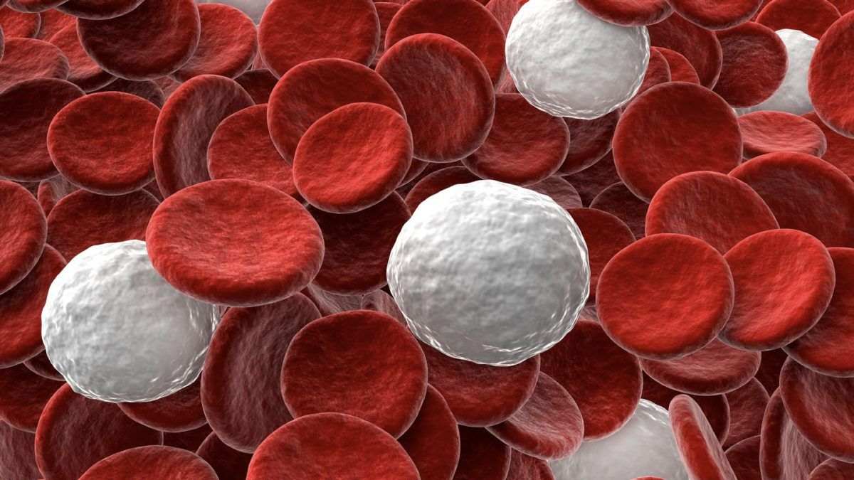 Die Blutwerte zeigen die Menge an roten und weißen Blutkörperchen im Blut, sowie die Blutplättchen