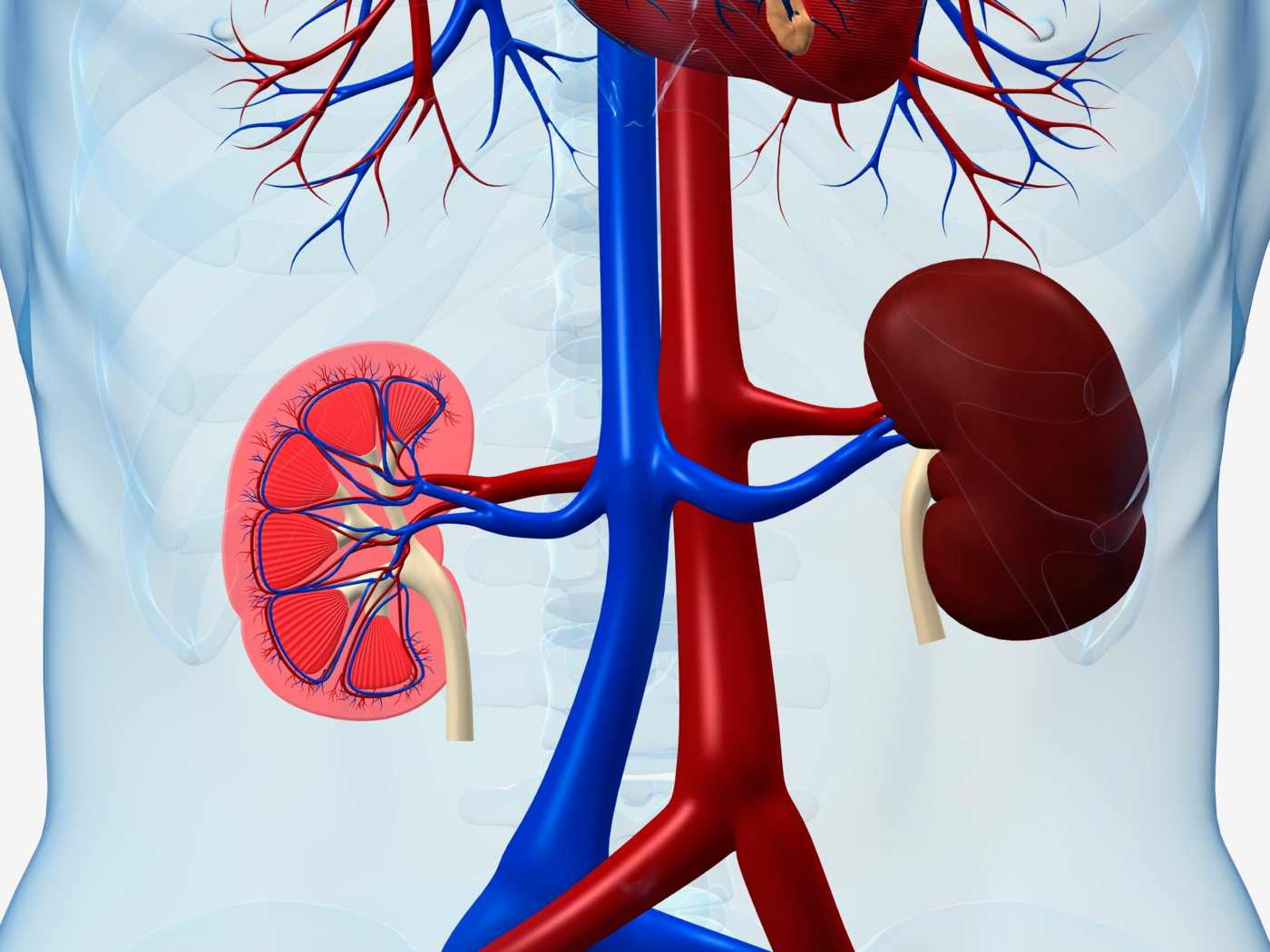 Kidney urea values ​​rise in kidney failure