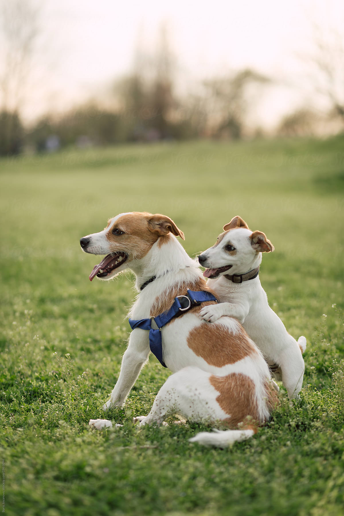 Hunde Verhalten schnüffeln am Po Hundespiele Hundeschule