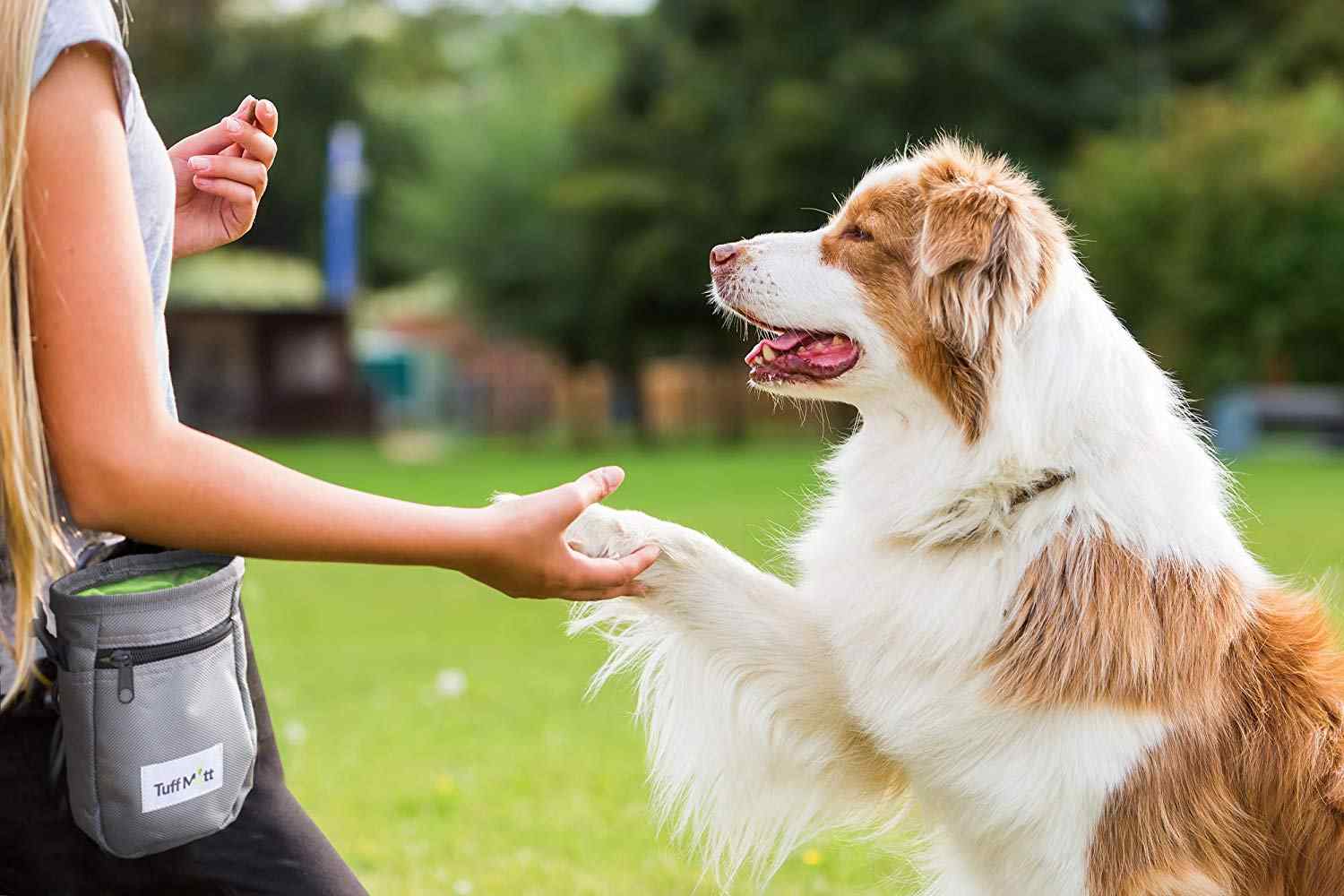 Hunde Verhalten schnüffeln am Po abgewöhnen Hundeerziehung