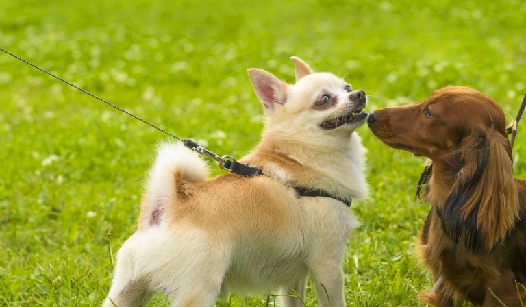 Hundeerziehung kleine Rassen Chihuahua Hundeschule Schnüffeln am Po
