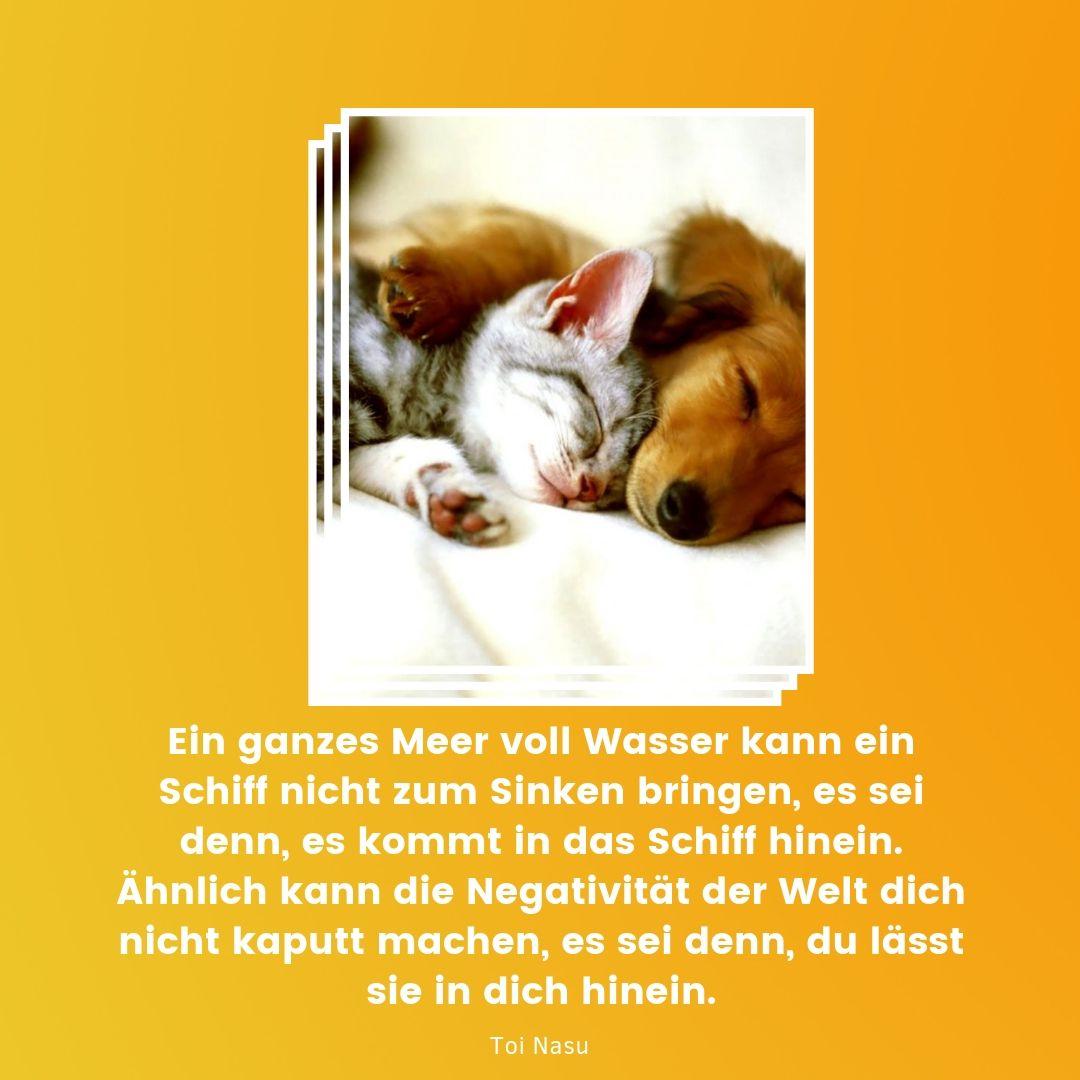 Niedlicher puppy and cats as a picture for sending and building proverbs