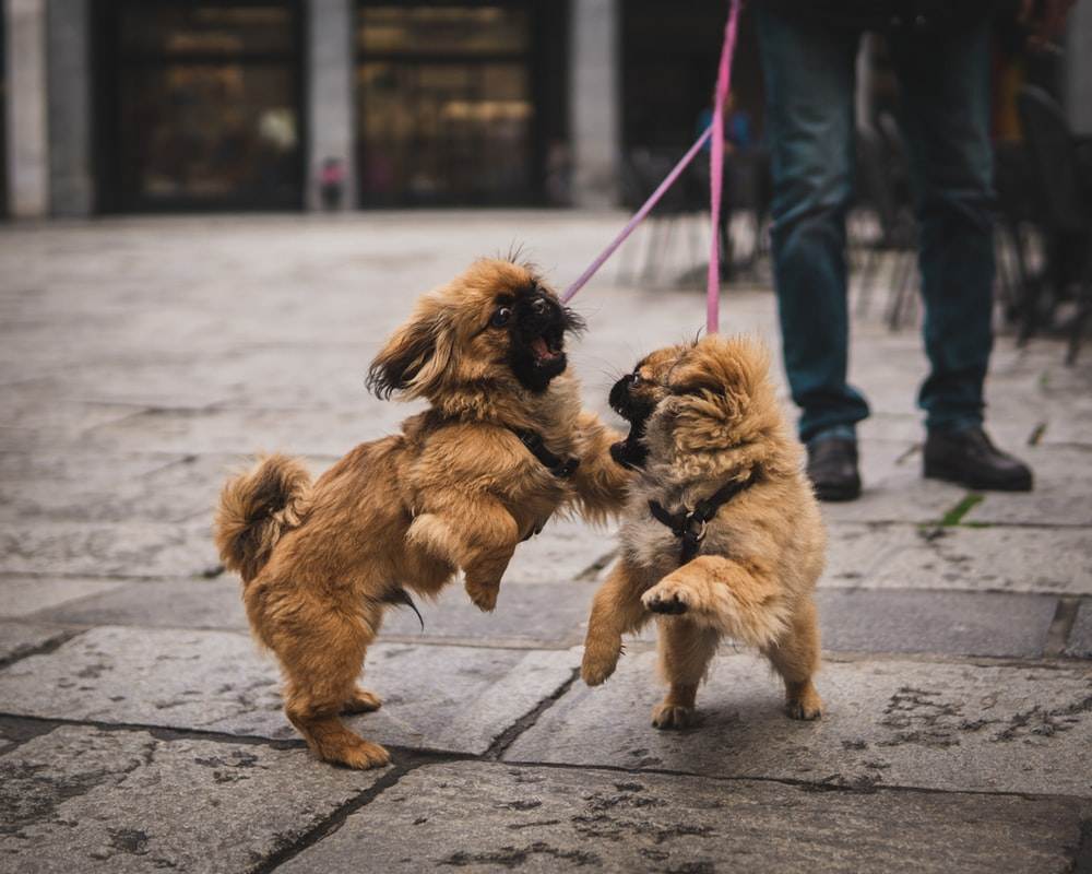 Pekinese Hund Krankheiten Hundeerziehung wie schnüffeln am po abgewöhnen Hundeschule